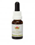 Banksia Robur - Fiori australiani - 15 ml