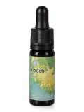 Beech - Dose
