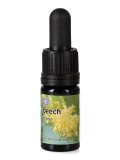 Beech - Soluzione Madre