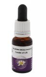 Candle of Life - Fiori australiani