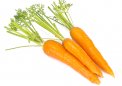 Carota Flakkee - B490