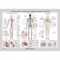 Carta Murale: Corpo Umano - Sistemi Circolatorio, Nervoso e Linfatico — Poster