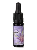 Cerato - Dose