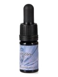Chicory - Soluzione Madre