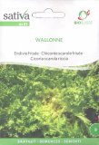 Semi di Cicoria Scarola Riccia Wallonne