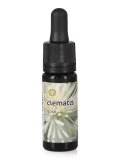 Clematis - Dose