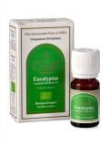Eucalyptus Globulus Oil - Oroil