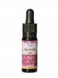 Forsizia Dose - Californiano