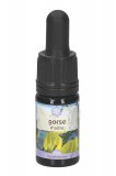 Gorse - Soluzione Madre
