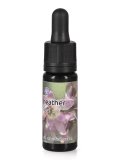 Heather - Dose