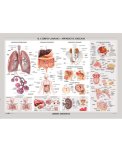 Il Corpo Umano: Apparati e Organi - Carta Murale — Poster