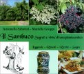 Il Sambuco - Segreti e Virtù di una Pianta Antica — Libro