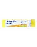 Lachnanthes Tinctoria 4CH Granuli Boiron