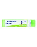 Lachnanthes Tinctoria 5CH Granuli Boiron