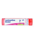 Lachnanthes Tinctoria 7CH Granuli Boiron