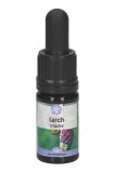 Larch - Soluzione Madre