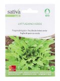 Semi di Lattughino Verde