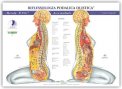 Mappa: Riflessologia Podalica Olistica Aree Laterali — Poster