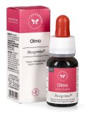 Olmo - Basegemmo
