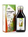 Piantaggine