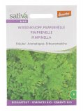 Semi di Pimpinella