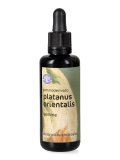 Platanus Orientalis - Gemmoderivato Floripotenziato - Gemme