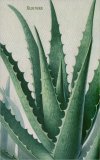 Quaderni Medicina - Aloe Vera — Quaderno