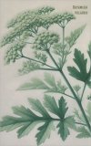 Quaderni Medicina - Artemisia Vulgaris - Artemisia — Quaderno