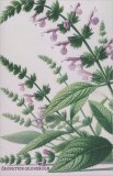 Quaderni Medicina Eriodictyon - Yerba Santa — Quaderno