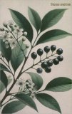 Quaderni Medicina -  Prunus Serotina -  Corteccia di Ciliegi — Quaderno