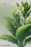 Quaderni Medicina - Tabacco Sacro - Nicotiana Rustica — Quaderno