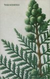 Quaderni Medicina - Thuja Occidentalis - Cedro — Quaderno