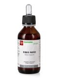 Ribes Nero - Ribes nigrum