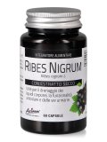 Ribes Nero