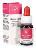 Ribes Nero - Basegemmo