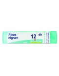 Ribes Nigrum 12DH Granuli Boiron