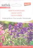 Semi di Salvia Verde