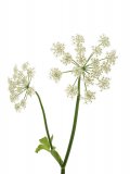 Semi di Angelica Archangelica Bio