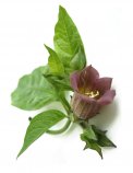 Semi di Atropa Belladonna