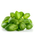 Semi di Basilico Aromatico della Riviera Ligure Bio