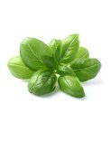 Semi di  Basilico Classico Bio