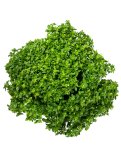 Semi di Basilico Greco a Palla Bio