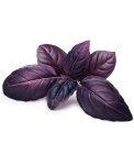 Semi di Basilico Rosso Bio