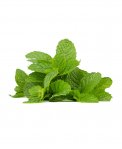 Semi di Borago Officinalis