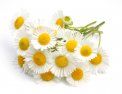Semi di Camomilla Matricaria Bio