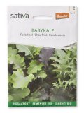 semi di Cavolo Riccio - Babykale