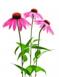 Semi di Echinacea Angustifolia