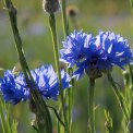 Semi di Fiordaliso