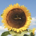 Semi di Fiore Annuale Girasole Atlanta