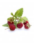 Semi di Fragola di Bosco